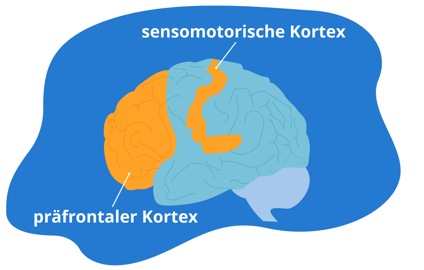 Abbildung präfrontaler Kortex und sensomotorischer Kortex